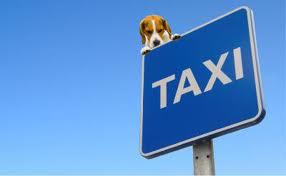 Photo: Dog bhind the TAXI sign