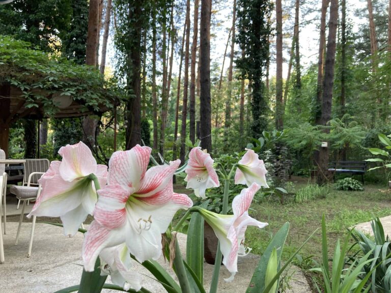 Photo: Villa Dunavski raj garden
