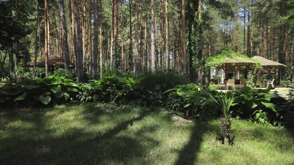 Photo: Villa Dunavski raj garden